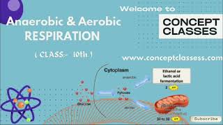 Anaerobic amp Aerobic Respiration 10th [upl. by Notluf]