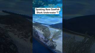 Spotting Rare Sawfish Shark Underwater [upl. by Ahsitan]