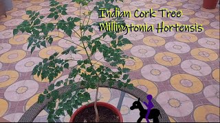 Indian Cork Tree Care  Millingtonia Hortensis Care Akash Neem flowering tree sacred tree [upl. by Male531]