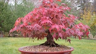 The Sugar Maple Bonsai [upl. by Latsyrhc]