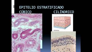 TIPOS DE EPITELIO TEMA 6 HISTOLOGÍA [upl. by Olinde272]