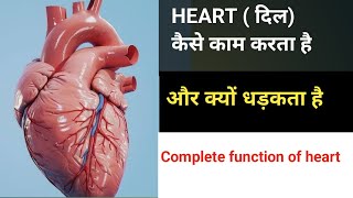 FUNCTION OF HUMAN HEART  HEART KAISE KAAM KARTA HAI DIL KYUN DHADKATA HAI HEARTBEAT KYA HAI [upl. by Aile633]