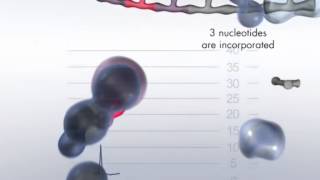 The Pyrosequencing Reaction Cascade System [upl. by Graniela]