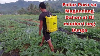 Pest and Disease Control in Watermelon And Foliar para sa Magandang Dahon [upl. by Anitaf611]