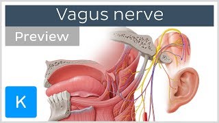 Vagus nerve location branches and function preview  Neuroanatomy  Kenhub [upl. by Llerrot]