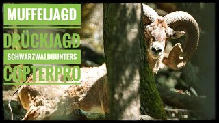 Jagd auf reife Muffelwidder Schwarzwaldhunters bei Copterpro  Mouflon hunting Germany [upl. by Anoyi]