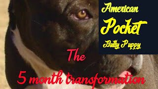 American Pocket Bully Puppy 5 Month Transformation hard bully pick [upl. by Nilyahs]