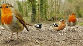 Videos y Película Para Gatos  Canto de Aves [upl. by Ellehcar45]