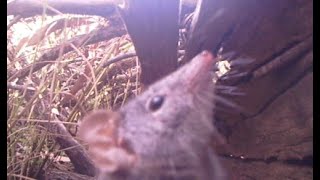 Yellowfooted antechinus Antechinus flavipes [upl. by Ocsic]