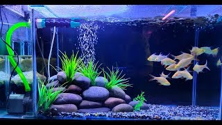 New Freshwater Aquarium setup 2019 [upl. by Anoj]