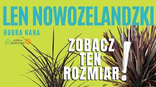 Len nowozelandzki Rubra Nana [upl. by Chill682]