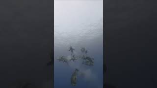 Bumphead parrotfish spawn in Palau Micronesia oceanlife fish diving [upl. by Gertrudis]