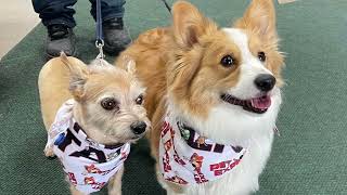 Pet Talk Bandana Photos Save 1 Every Purchase [upl. by Siffre]