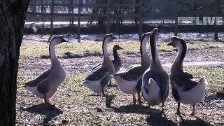 Impressionen vom Doppelmayr Zoo im Winter [upl. by Brace]