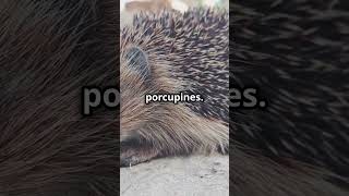 Top 3 Things You Didnt Know About Pet Hedgehogs 🦔❤️ [upl. by Anetta]