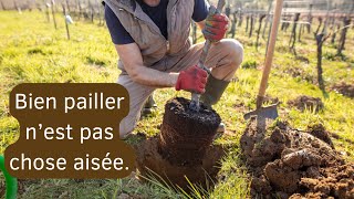 Pailler un arbre à la plantation est souvent une mauvaise idée DEUXIEME PARTIE [upl. by Belac]