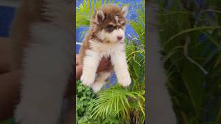 Husky puppies sales in kavali viralvideo pet 9398394514 [upl. by Weir]