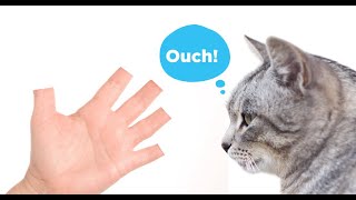 The Truth About Declawing [upl. by Eciram]