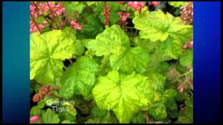 Plant Pick  Heuchera Little cutie Sweet Tart [upl. by Adnoek518]