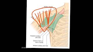 axilla  anatomy of upper limb [upl. by Llenaej]