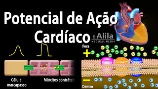 Aula Fisiologia Cardíaca  Ciclo Cardíaco  Fisiologia Cardiovascular Humana 1 [upl. by Brynne]