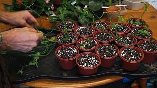 How to pot cuttings from Ceropegia sandersonii Part 2 [upl. by Aggappe533]