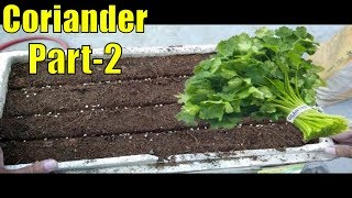 How to Grow Coriander from Seeds Part2 2017 [upl. by Thalassa]