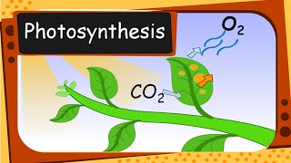 Science  Plants food and Photosynthesis  English [upl. by Ennayt]