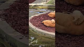 The Rudy shelduck Australia [upl. by Eloccin]