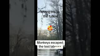 Escaped Monkeys escapedmonkeys monkeys fyp 4up funny comedy trending southcarolina monkey [upl. by Guglielmo]