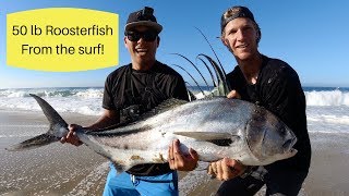 Huge Roosterfish Surf Fishing in Cabo [upl. by Ardnikal]