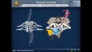 Istologia 23  Nervoso parte 3 [upl. by Layney763]