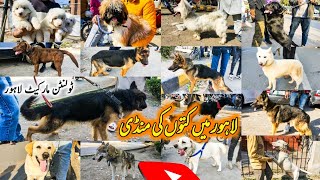 New VLOG Dogs Market Lahore 03 Mar tollinton market lahore dogs Kohat dogs special dogs market [upl. by Hallock]