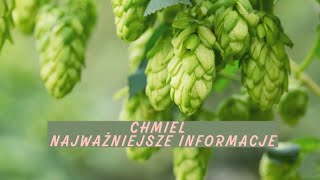 Chmiel  właściwości lecznicze zastosowanie uprawa zbiór szyszek 🍀Nie tylko Piwo 🍺 [upl. by Antonella]