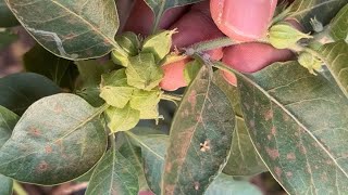 ASHWAGANDHA Withania somnifera  Medicinal plant identification  Dr Naser Jani [upl. by Einnok680]