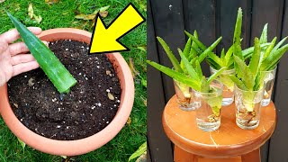 Reproduce aloe vera por hojas o hijuelos en agua  2 métodos  Esquejar sábila o suculentas [upl. by Peskoff]