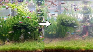 Be sure to plant tall aquatic plants in the back Green Day 12 [upl. by Aicekat]