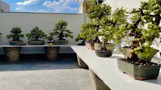 My Bonsai Tree Collections  Jade Plants  Grown Cuttings From Bonsai  Portulacaria Afra [upl. by Leanatan]