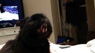 Cat Attacks Groomer Must See [upl. by Arlyne]