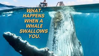 What Happens When You Are Swallowed By a Whale \ Real story about divers escaped from whales mouth [upl. by Barbara]