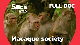 How 500 monkeys settled on an uninhabited island  AI  Full Documentary [upl. by Penny]