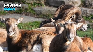 Mouflon Family Enjoying Each Other Company [upl. by Brenton]