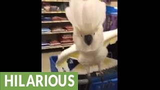 Cockatoo proves to be terrible shopping partner [upl. by Briana868]