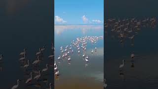 Lake Natron in Rift Valley  Flamingos  Tanzania  Magical Africa l Luxury Safari [upl. by Silyhp]