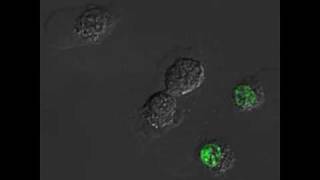 H2O2induced necrotic L929 cells  Morphology mito potential amp SG uptake overlay [upl. by Spring]