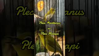 Pleci montanus vz Pleci merapi birds burungmerdu birdslover kicaumania [upl. by Nnylahs504]