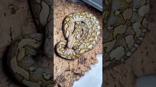 Superdwarf Reticulated Python  Malayopython reticulatus jampeanus [upl. by Jemmy]