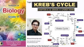 Krebs Cycle  Tricarboxylic Acid cycle  Citric Acid Cycle  Biology  Urdu Hindi English  FBISE [upl. by Elohcan]