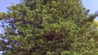 Giant Tree Araucaria heterophylla AraucÃ¡ria Norfolk [upl. by Copeland358]