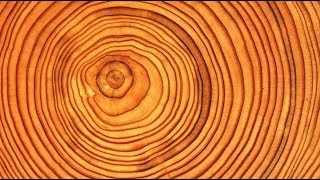 Introduction to Dendrochronology [upl. by Cariotta]